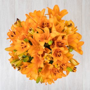 Lilium asiático naranja